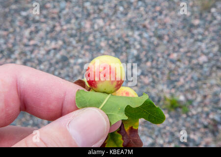Oak mele sul lato inferiore di una foglia di quercia Foto Stock