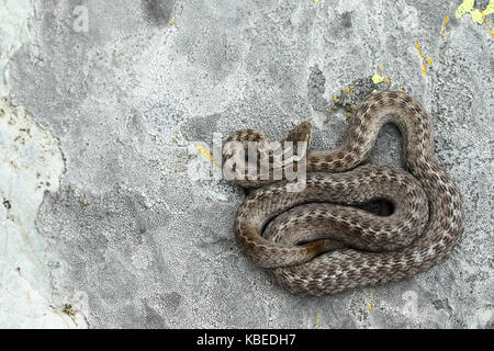 Colubro liscio (Coronella austriaca) vista superiore Foto Stock