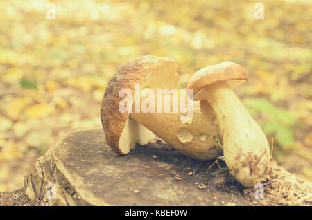 Torn white mushrooms lie on a tree stump in the forest Foto Stock