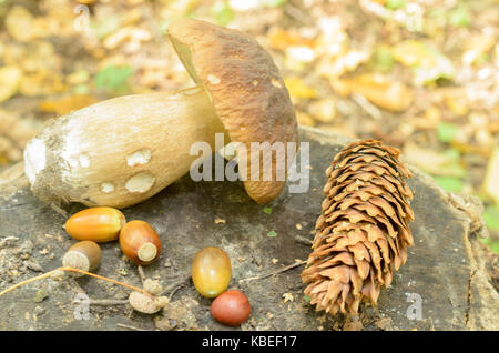 Torn white mushrooms lie on a tree stump in the forest Foto Stock
