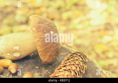Torn white mushrooms lie on a tree stump in the forest Foto Stock