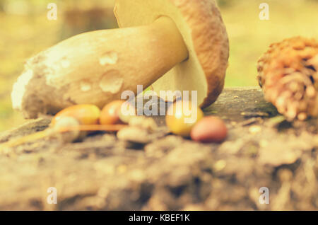 Torn white mushrooms lie on a tree stump in the forest Foto Stock