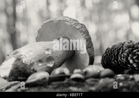 Torn white mushrooms lie on a tree stump in the forest Foto Stock
