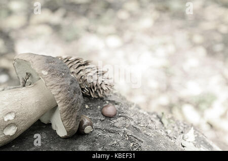 Torn white mushrooms lie on a tree stump in the forest Foto Stock