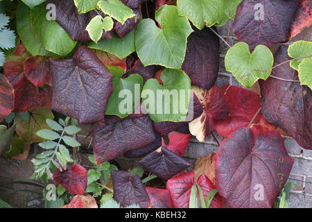 Vite (Vitis coignetiae) in autunno / autunno Foto Stock