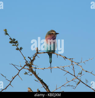 Lilla rullo contraffacciate seduta sul ramo thorn Foto Stock