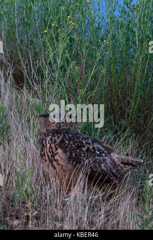 Gufo reale / europaeischer uhu ( Bubo bubo ), adulti seduti, guardare per i suoi pulcini, arancio brillante occhi, al tramonto, Nightfall, fauna selvatica, europ Foto Stock