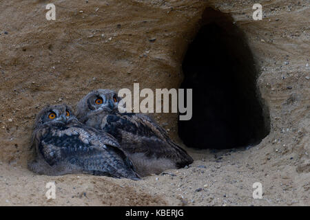 Eurasian gufo reale / uhus ( Bubo bubo ), due pulcini, che giace di fronte all'entrata del loro nido scavano, guardando il cielo, ansioso, wildife. Foto Stock