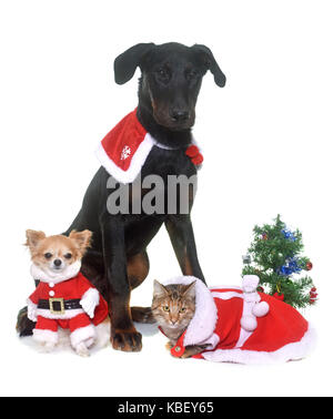 Giovani beauceron, cat e Natale di fronte a uno sfondo bianco Foto Stock