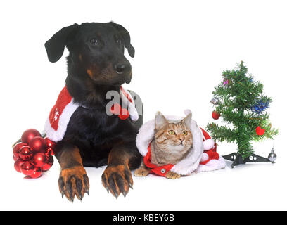 Giovani beauceron, cat e Natale di fronte a uno sfondo bianco Foto Stock