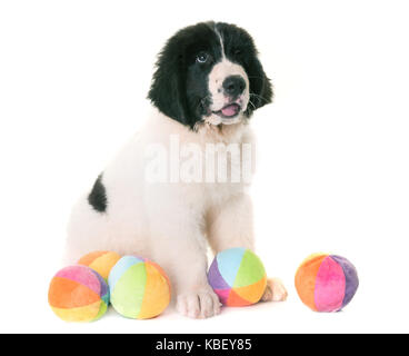 Cucciolo landseer davanti a uno sfondo bianco Foto Stock