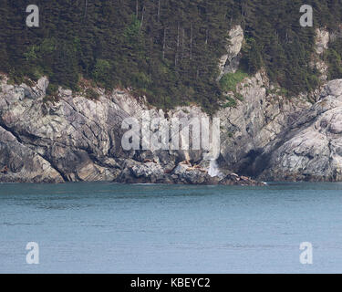 Un robusto alaska costa con in appoggio i leoni di mare e le guarnizioni di tenuta a prendere il sole sulle rocce Foto Stock