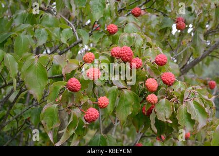 Cornus Kousa cinese Chiinensis sanguinello bacche Frutta Foto Stock