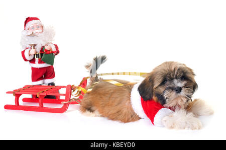 Cane e decorazione di Natale di fronte a uno sfondo bianco Foto Stock