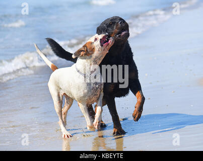Due cani insieme giocando sulla spiaggia Foto Stock