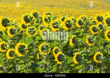 Retroilluminazione colorata luminosamente girasoli, Helianthus, che cresce in un campo. Coltivate per il loro petrolio-ricco sementi utilizzate come un prodotto alimentare e come mangime animale Foto Stock