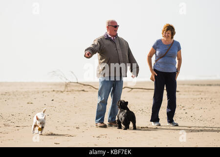 Ynyslas Wales UK, venerdì 29 settembre 2017 uk meteo: gente camminare i loro cani su un blustery michaelmas giorno (settembre 29th) sulla spiaggia sabbiosa di ynyslas, appena a nord di Aberystwyth, sulla costa occidentale del Galles. ynyslas spiaggia è parte del dyfi riserva naturale nazionale, gestito da risorse naturali del Galles michaelmas day è la festa di San Michele Arcangelo. st. Michael è il santo patrono del mare e terre marittime, delle navi e dei battellieri cittadini, di cavalli e di cavalieri. Credito: keith morris/alamy live news Foto Stock