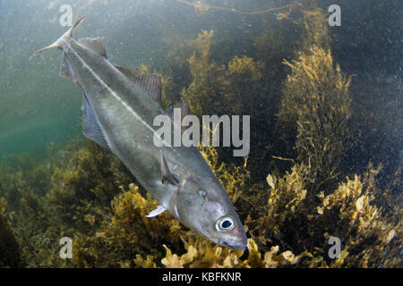 Merluzzi carbonari underwater Foto Stock