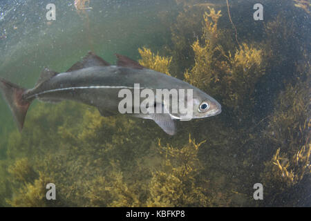 Merluzzi carbonari underwater Foto Stock