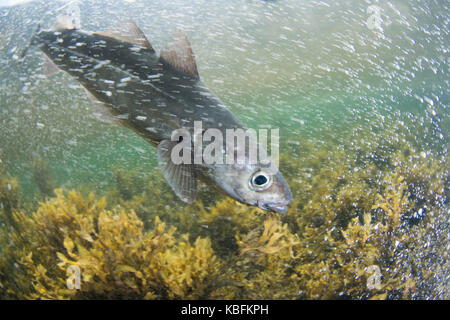 Merluzzi carbonari underwater Foto Stock