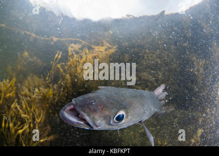 Merluzzi carbonari underwater Foto Stock