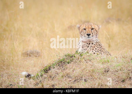 Lo sguardo di un ghepardo nel Masai Mara, Kenya Foto Stock