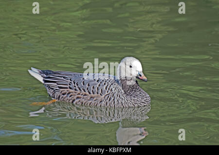 L'imperatore d'oca, chen canagica, nord america, Siberia, captive Foto Stock