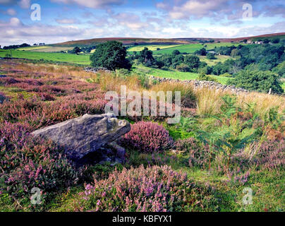 Una vista estiva di heather commondale rivestito di ormeggiare nel North Yorkshire, Inghilterra, Regno Unito Foto Stock