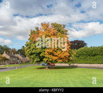 Colore di autunno, un cavallo castagno cambia da verde a oro sul villaggio inglese a verde Whorlton, Teesdale, UK Settembre 2017 con spazio di copia Foto Stock