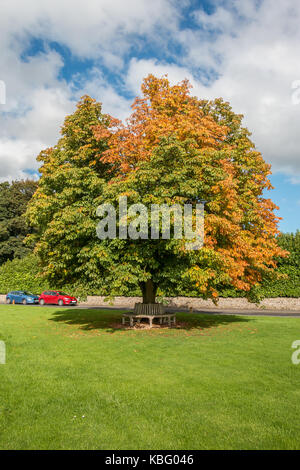 Colore di autunno, un cavallo castagno cambia da verde a oro sul villaggio inglese a verde Whorlton, Teesdale, UK Settembre 2017 Foto Stock
