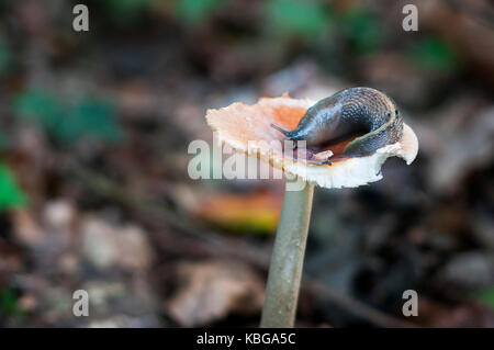 Close-up di uno slug sul selvaggio di funghi velenosi nella foresta. Foto Stock