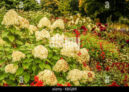 In autunno i fiori e le piantine in un paese di lingua inglese con giardino Foto Stock