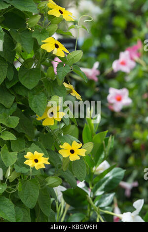 Thunbergia alata "Stella di limone". Black-Eyed Susan Vine fiori contro uno sfondo luminoso Foto Stock