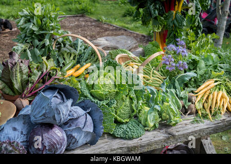 Vegetali di visualizzazione tabella a Daylesford Organic farm shop festival d'autunno. Daylesford, Cotswolds, Gloucestershire, Inghilterra Foto Stock