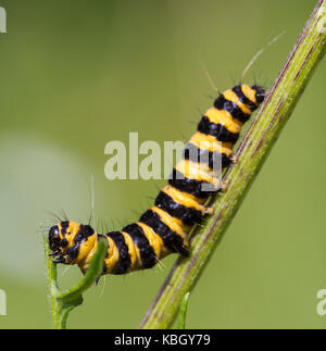 Il cinabro moth caterpillar (tyria jacobaeae) alimentazione su erba tossica (jacobaea vulgaris) Foto Stock