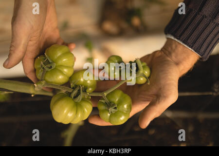 Close-up di agricoltori mano esaminando un vegetale in serra Foto Stock