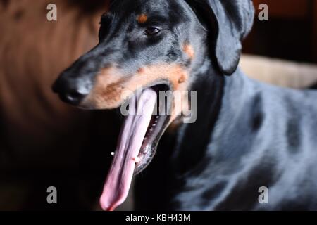 5 yr old Dobermann guardando fuori la mia finestra Foto Stock