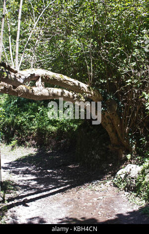 Amalfi, Italia, Agosto 12 2014: Valle delle ferriere percorso in Amalfi, bella e fresca anche d'estate. Dettaglio di un albero curvo Foto Stock