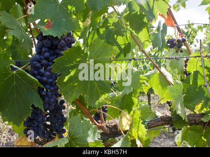 Montalcino, Italia, Agosto 25 2014: uva orchard in Toscana nella famosa terra del Brunello. Foto Stock