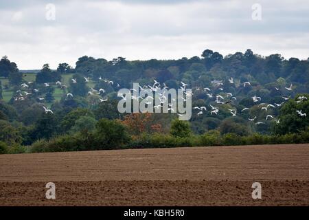 Un campo arato in una bella parte di campagna con un grande gruppo di uccelli volare. Farmland giù un vicolo tranquillo al bordo del villaggio. Foto Stock