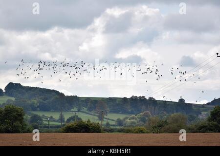 Un campo arato in una bella parte di campagna con un grande gruppo di uccelli volare. Farmland giù un vicolo tranquillo al bordo del villaggio. Foto Stock