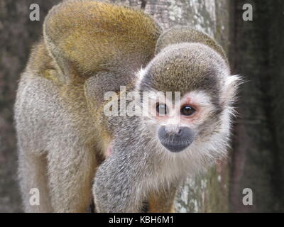 Comune di Scimmia di scoiattolo (Saimiri sciureus) noto anche come tití scimmia con il suo bambino (isla de los micos, Leticia, il colombiano amazzoni) Foto Stock