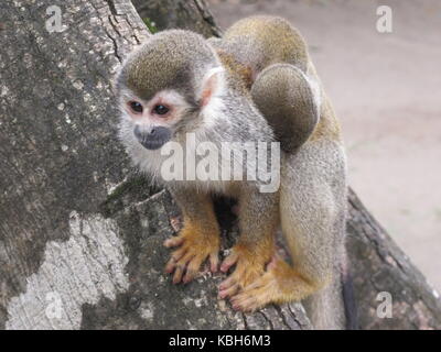 Comune di Scimmia di scoiattolo (Saimiri sciureus) noto anche come tití scimmia con il suo bambino (isla de los micos, Leticia, il colombiano amazzoni) Foto Stock