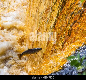 Saltando il salmone nel fiume greta. Foto Stock