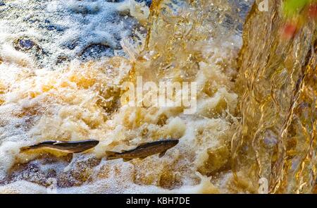 Saltando il salmone nel fiume greta. Foto Stock