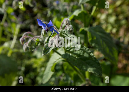 Fiore di borragine borragine officinalis laso noto come starflower Foto Stock