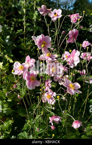 Anemone giapponese in fiore a fine estate, North Yorkshire, Inghilterra, Regno Unito Foto Stock
