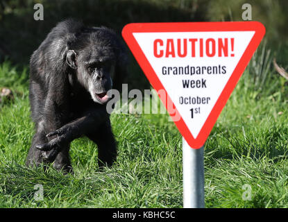 I vecchi scimpanzé a Blair Drummond Safari Park, Stirling, davanti al National giorno dei nonni il 1 ottobre come il parco corre una settimana dei nonni. Foto Stock