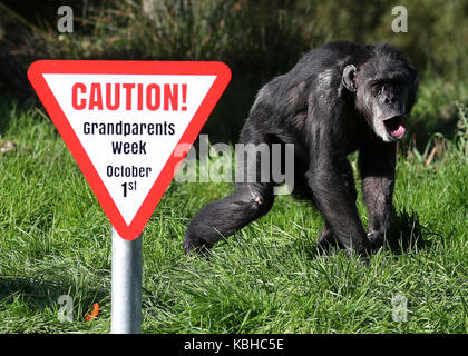 I vecchi scimpanzé a Blair Drummond Safari Park, Stirling, davanti al National giorno dei nonni il 1 ottobre come il parco corre una settimana dei nonni. Foto Stock