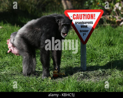 I vecchi scimpanzé a Blair Drummond Safari Park, Stirling, davanti al National giorno dei nonni il 1 ottobre come il parco corre una settimana dei nonni. Foto Stock